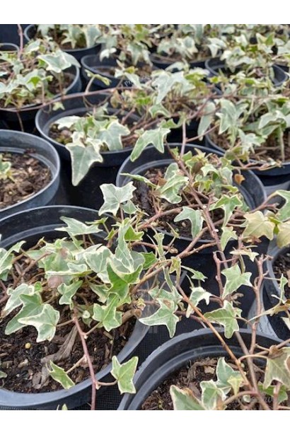 Плющ Варієгата в горщику 3 л